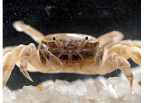 Potamocypoda pugil - Crabe Nain Fantôme