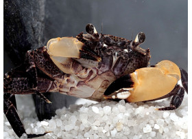 Syntripsa flavichela - Crabe à pinces blanches.