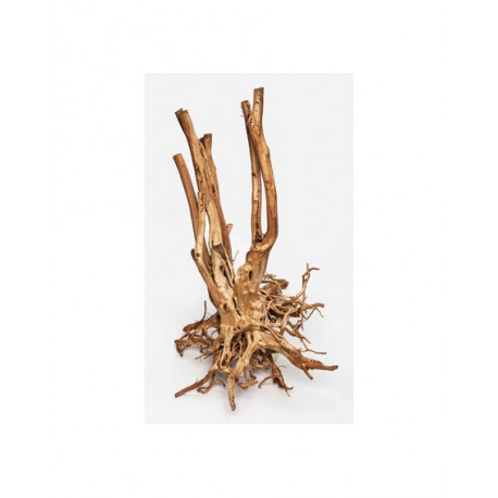 Wood Stump 60-150cm (prix au kilo)
