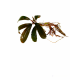 Bucephalandra Black Centipede