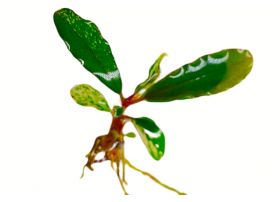 Bucephalandra Varigata Long Leaf