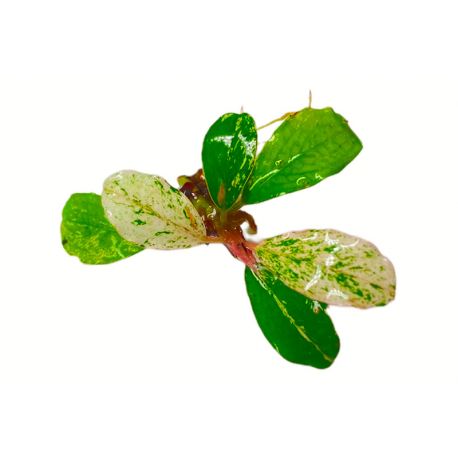 Bucephalandra Varigata Round Leaf