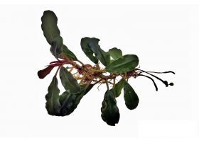 Bucephalandra Boyan Hilic