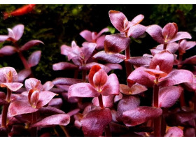 Bacopa salzmanni Purple Red