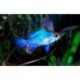 Papiliochromis ramirezi bleu électrique