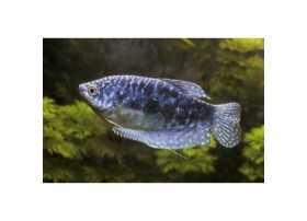 Gourami bleu cosby, 7-8cm, Bleu marbré