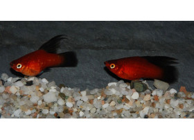 Platy Voile Rouge 3-4 cm