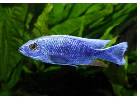 Haplochromis bleu électrique, bleu, 5-6 cm