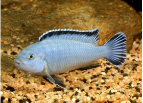 Pseudotropheus socolofi, Bleu, 5-6cm
