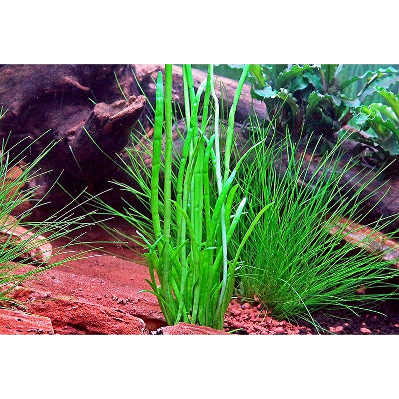 Lot de 3 plantes de Vallisneria Gigantea - Plante vivante pour aquarium