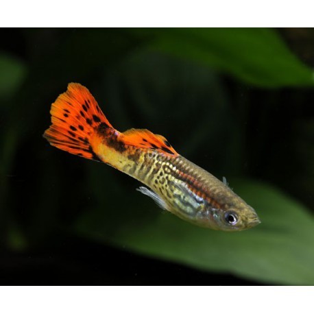 Guppy, Cobra orange, 4-4,5cm
