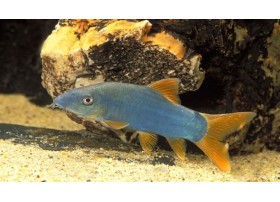 Loche bleu, Botia modeste, Bleu, 6-7cm