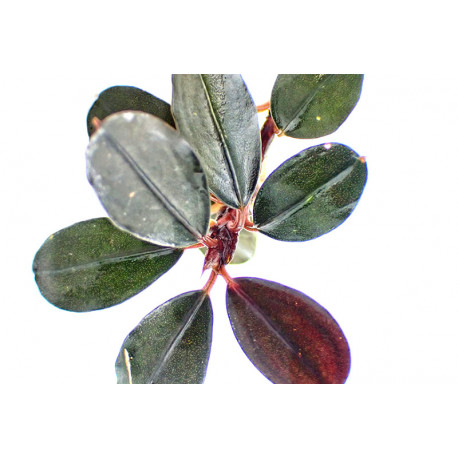 Bucephalandra Santang