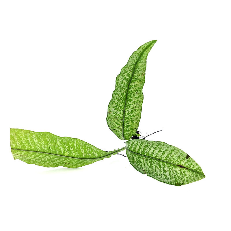 1L Engrais Bio Plantes Vertes - Feuilles et Racines Saines, Fortes et  Vigoureuses