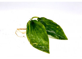 Cryptocoryne Fusca Green