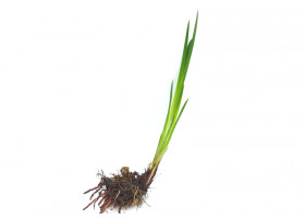 Iris pseudacorus spp