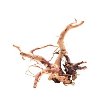 Racine Red Moor Roots XS (10-25 cm)