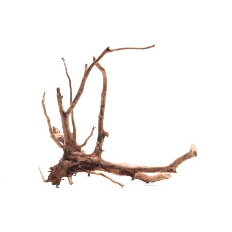 Racine Red Moor Roots M (35-45 cm)