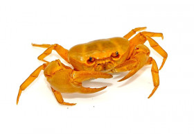 Terrathelphusa kaufen - Crabe Bannane