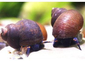 Viviparus sp. Blueberry Snail