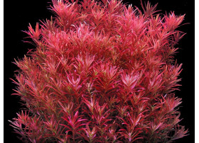 Rotala Singapore Blood Red