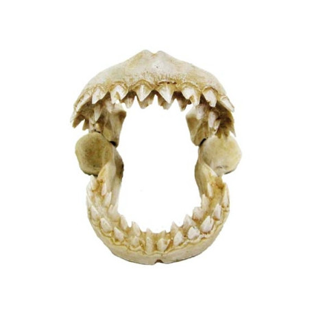 AMTRA Dents de requin 10.5x10x9.8 cm