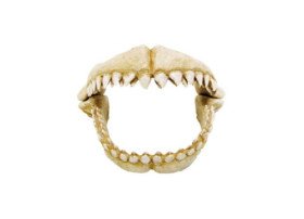 AMTRA Dents de requin 17.2x12.2x11.3 cm