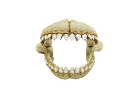 AMTRA Dents de requin 21.3x14.2x13.2 cm