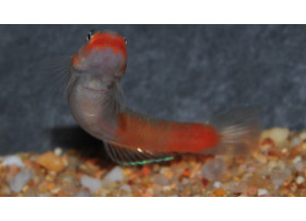 Sicyopus rubicundus