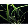 Choix des plantes PRJ + Crevettes Aponogeton-longiplumulosus