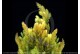 Ceratophyllum Demersum Foxtail