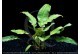 Cryptocoryne undulata var broad leaves