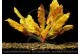 Echinodorus Golden Flame