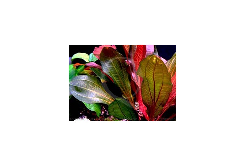 Echinodorus rouge spécial Echinodorus-red-special