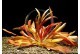 Echinodorus Rubin sp Narrow Leaves