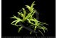 Eichornia diversifolia