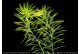 Myriophyllum Aquaticum