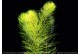 Myriophyllum Hippuroides (Mattogrossense vert)
