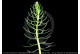 Myriophyllum Propium