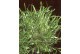 Ranunculus Limosella