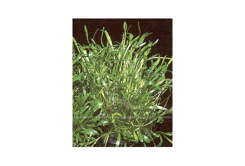 Ranunculus Limosella