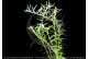 Rotala Rotundifolia verte (sp green)