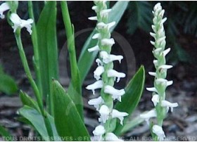 Spiranthes Cernua - Orchidée aquatique