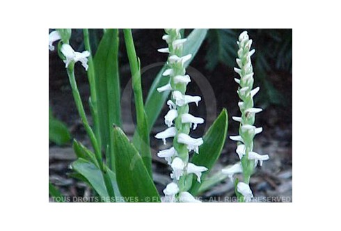 Spiranthes Cernua - Orchidée aquatique