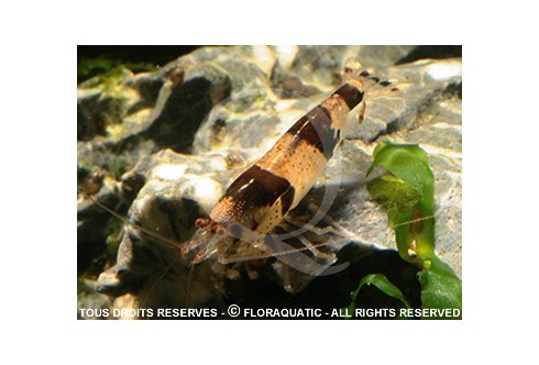 Caridina breviata - Hummel / Bumble Bee (Sauvage)