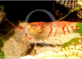 Caridina cf. cantonensis - Tiger Red Orange Eyes