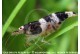Paracaridina sp - Princess Bee