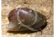 Neripteron auriculata - Batman snail