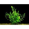 Choix des plantes PRJ + Crevettes Bolbitis-heudelotii