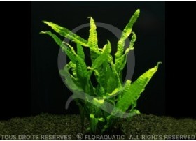 Microsorum Pteropus
 Présentation de la plante-En pot